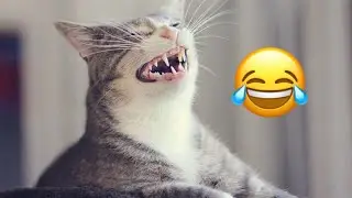 Funny cat sounds 😂 Funny Cats Compilation