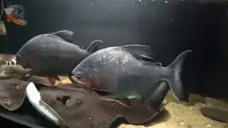 Пиранья крассный паку (Piaractus brachypomus), описание, содержание и уход