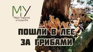 Бегом в лес! Опята на каждом дереве. Грибы 2023
