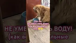 Кот неправильно пьёт воду😁 #кот #cat #прикол #животные #shorts #error