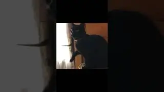 Extreme Cat Closeup 🐈‍⬛… #cat #blackcat #fx #guitar #apollo #catlover #catshorts