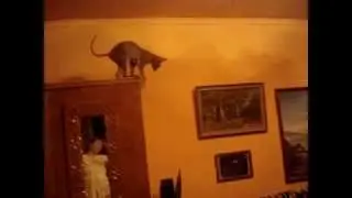 шош ты туда(why climbed)
