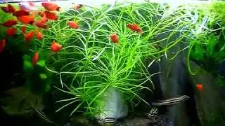Aquarium. Pogostemon octopus.