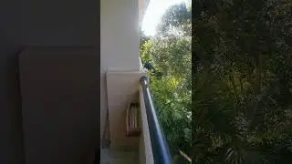 #amazing #bird
