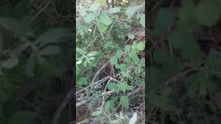 Очередной бродячий рой