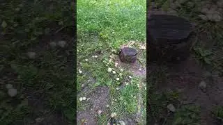 ❗Грибы в городе 🍄 25.06.2024 г. Курск❗ 