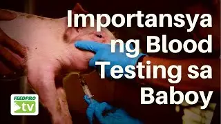 Importansya ng Blood Testing sa Baboy