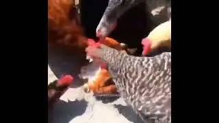 Мем 