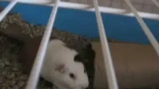 Big Guinea Pig Sneeze Slow Motion