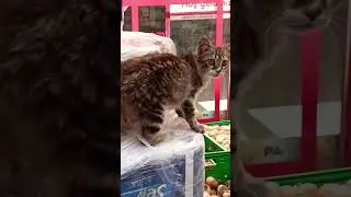 Küçük Kedicik