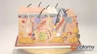 Human Skin Anatomy Block Model 70 Times Life-Size by AnatomyWarehouse.com