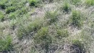 Разница сгоревшей травыи свежей