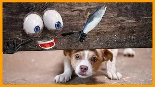 The Gods Must Be Crazy 😂 Funny Dogs & Cats Reaction to Doodles