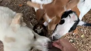 My dog thinks he’s a goat!