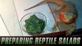 Growing/Preparing Greens for my bearded dragons