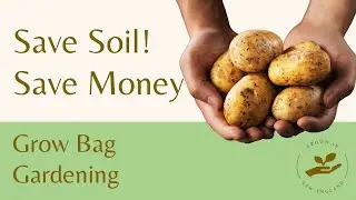 Grow Bags on a Budget: Reusing Soil for Potatoes