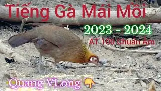 Tiếng Gà Mái Mồi - Kích Chuẩn - 100%