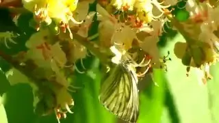 Ион Суручану. Незабудка. Forget- me- not.