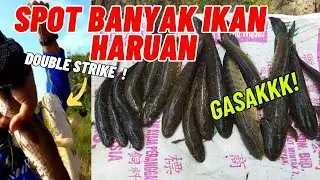 Casting Ikan Haruan SPOT Paya ! gasakk habisss