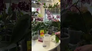 Сгнили корни. Как быть? 