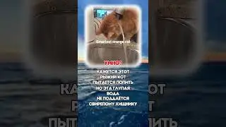 МИЛО?  #политика  #новости