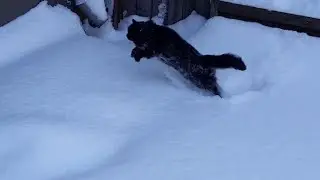 СМЕЛЫЙ ПРЫЖОК ЧЁРНОЙ КОШКИ