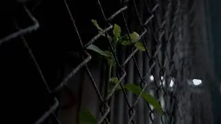 CINEMATIC ALAM | Sinematik alam estetik | Nature cinematic video