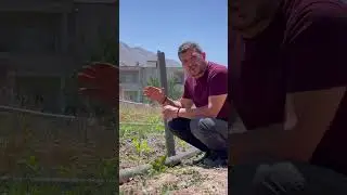 bir CENGİZ NUMANOĞLU deyişi