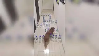 Такса в лабиринте...