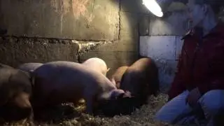 Пополнение в хозяйстве. Покупка новых поросят. Растим новых свиноматок/жизнь в деревне