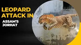 Leopard Attack Video - Nature Speakz