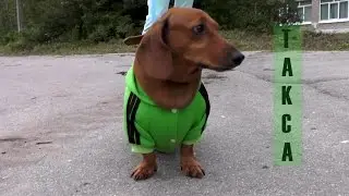#ялюблютаксу