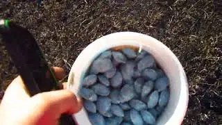 Травим мышей + дрон (дератизация посевов)