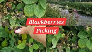 Blackberries Picking!