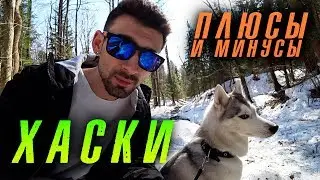 Huskies: Pros and Cons