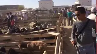 Qurban ait. Bazardagy qoilar/Базардағы қойлар. Құрбан айт