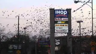 Grackles rule the twilight