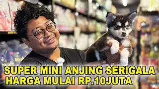 Super Mini Anjing Serigala Harga Rp.10 Juta