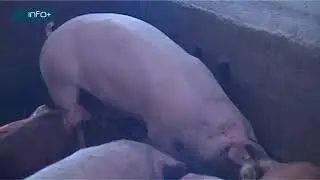Zoonoze - zajedničke bolesti za ljude i životinje