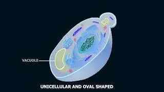 Structure of Yeast