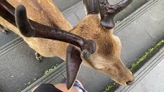 Chill Buck