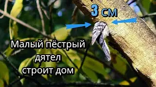 МАЛЫЙ пёстрый ДЯТЕЛ делает дупло/ день второй/26 октября