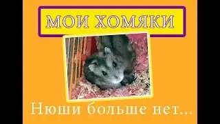 Хомяка Нюши больше нет / Пополнение в семье хомячков
