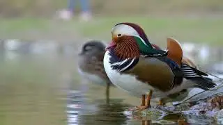 Самец мандаринки Slow Motion