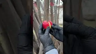 Turn a branch into a fruit tree 🌱 
