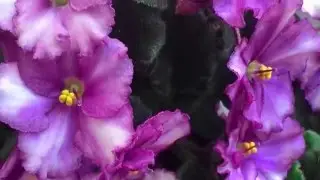 Видео для отдыха - фотографии городских цветов и классическая музыка (Гендель)