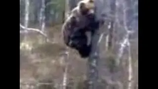 Любопытный мишка