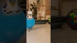 ‪@ПопугайКеша-ц4е‬