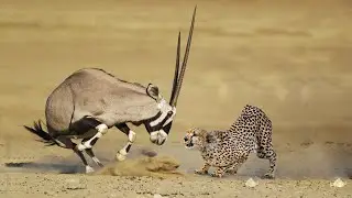 Cheetah Attack Oryx In The Wild