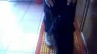 Ciccio Balla La Tarantella